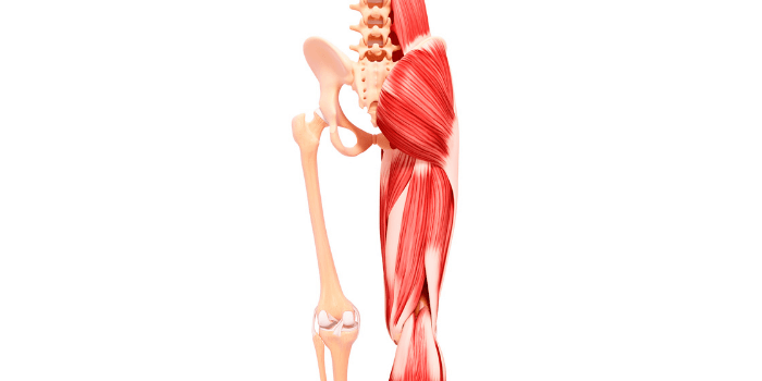 gluteus medius